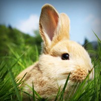 /album/kriszta-blogja-webnode-modra/photolia-a03-jpg/